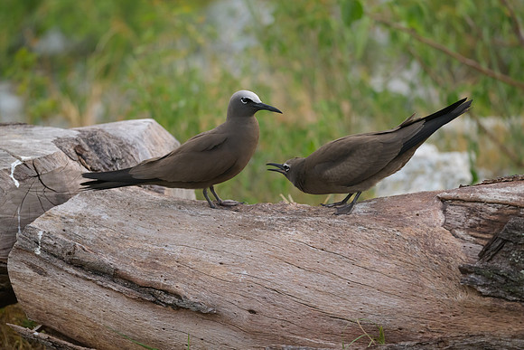 Black Noddy