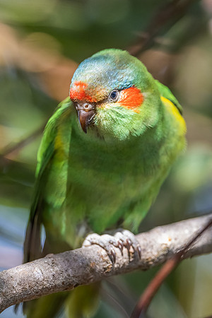 Musk Lorikeet