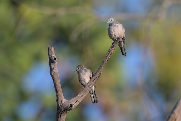 Peaceful Dove