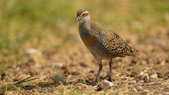 Buff-banded Rail