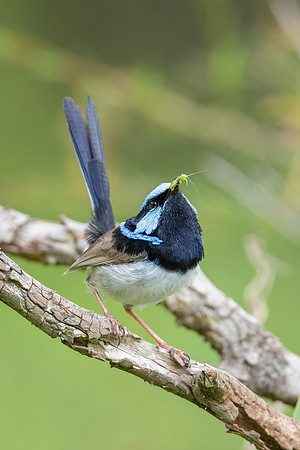 Superb Fairywren