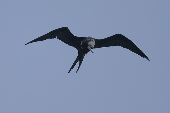 Lesser Frigatebird