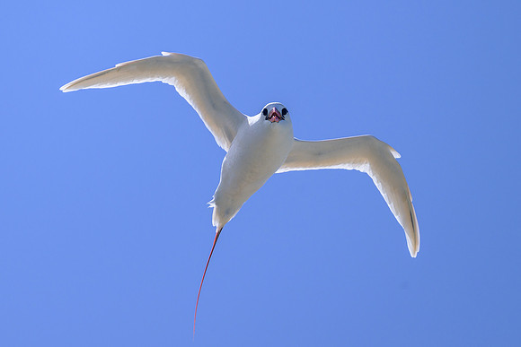 Red-tailed Tropicbird