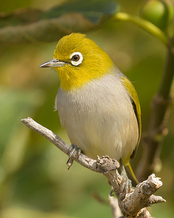 Silvereye