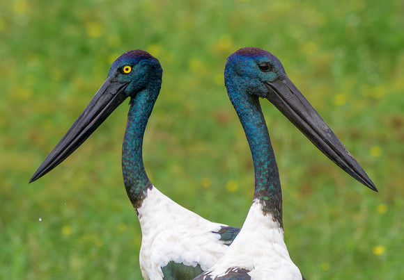 Black-necked Stork