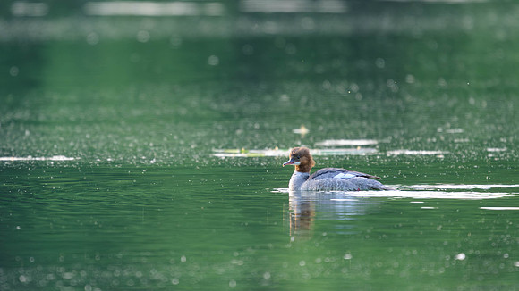 Common Merganser