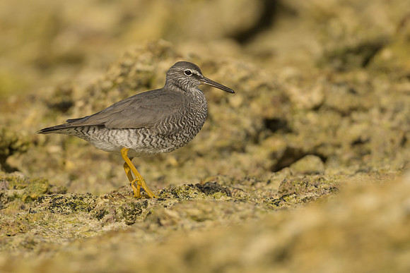 Wandering Tattler