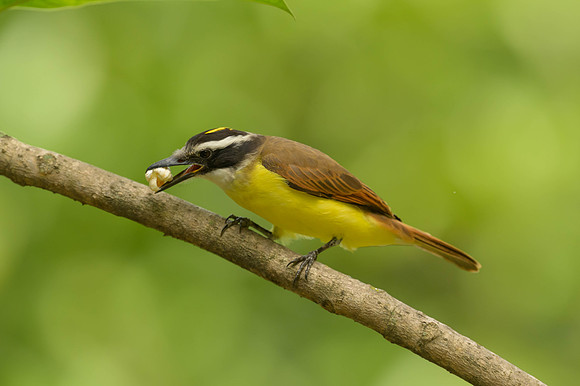 Great Kiskadee