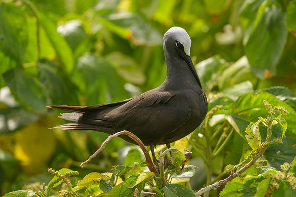 Black Noddy