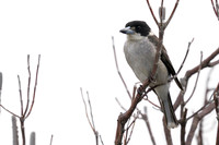 Grey Butcherbird