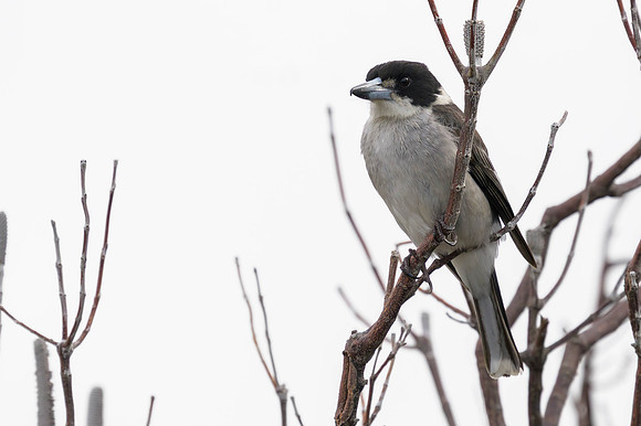 Grey Butcherbird
