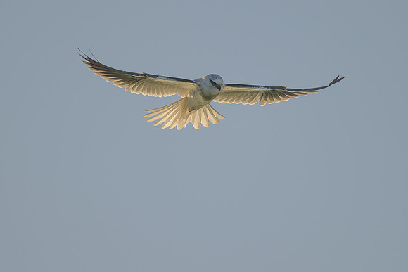 Black-shouldered Kite