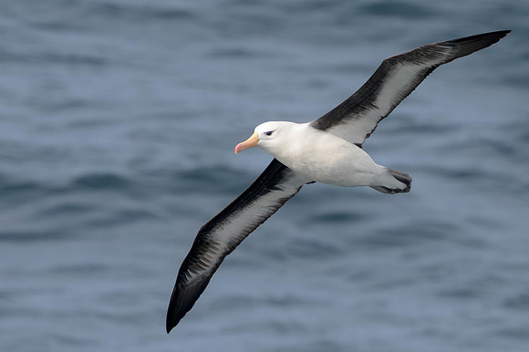 Black-browed Albatross