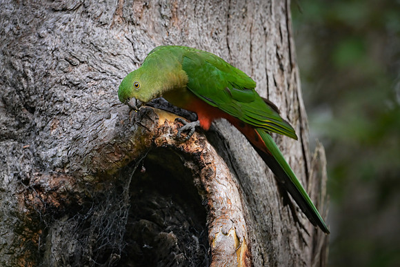 Australian King-parrot