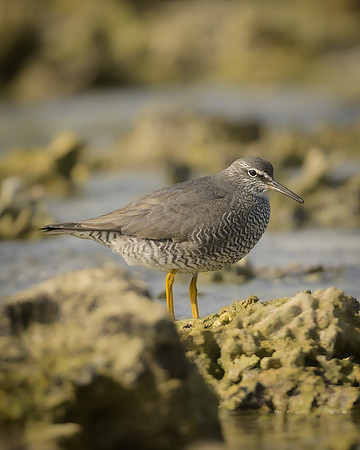 Wandering Tattler