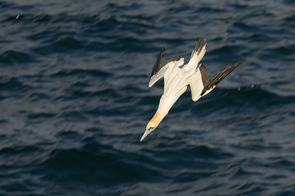 Australasian Gannet