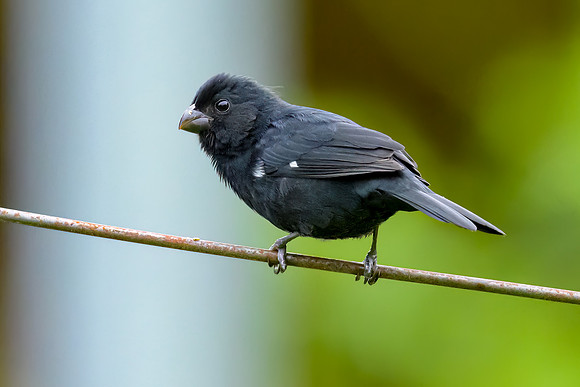 Thick-billed Seed-Finch