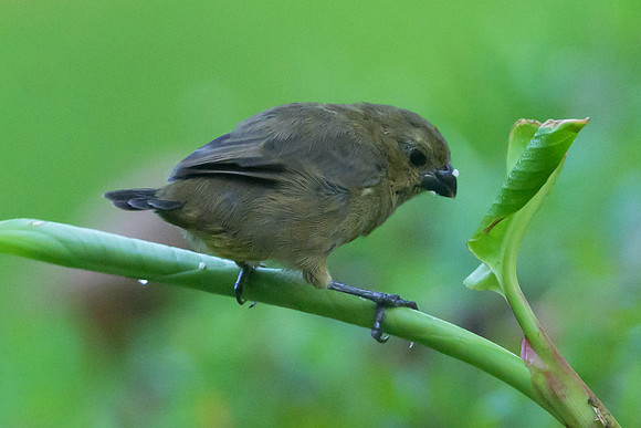 Thick-billed Seed-finch