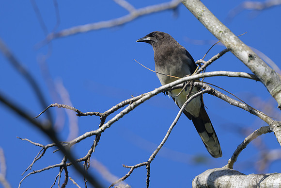 Brown Jay