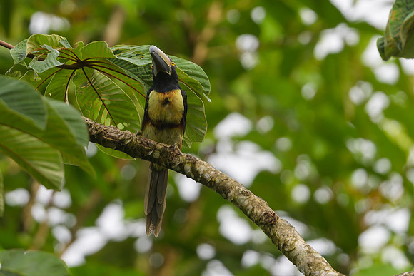 Collared Aracari