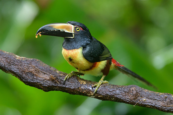 Collared Aracari