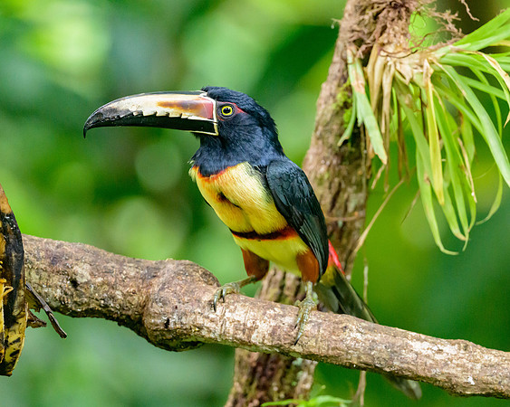 Collared Aracari