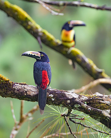 Collared Aracari