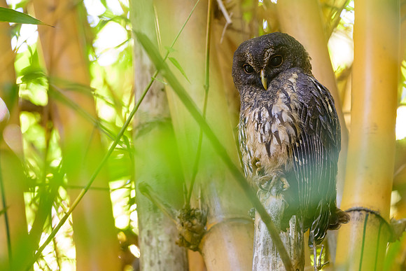 Mottled Owl