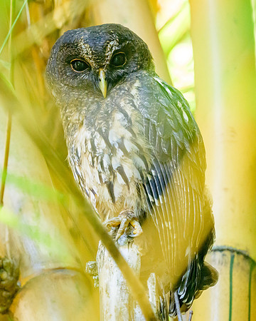 Mottled Owl