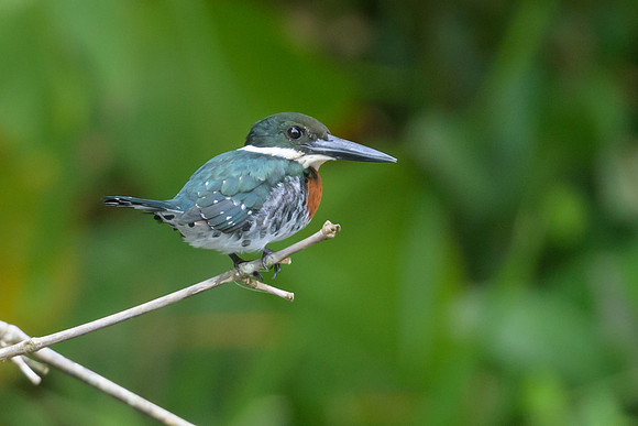 Green Kingfisher