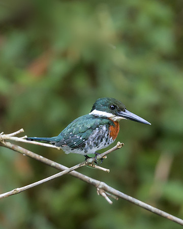 Green Kingfisher