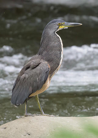 Fasciated Tiger-Heron