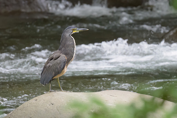 Fasciated Tiger-Heron