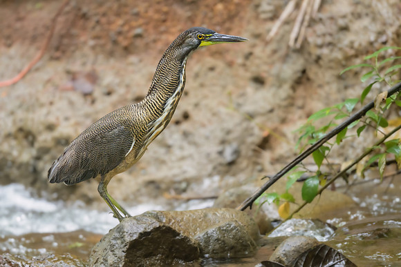 Fasciated Tiger Heron