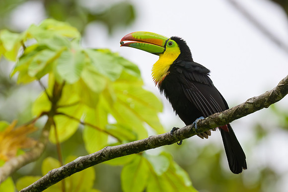 Keel-Billed Toucan