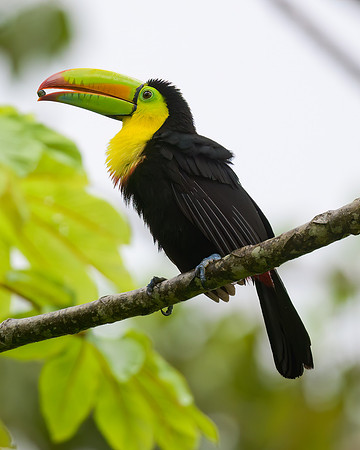 Keel-Billed Toucan