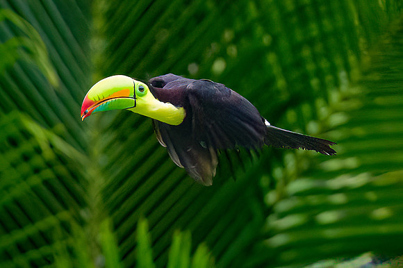 Keel-Billed Toucan