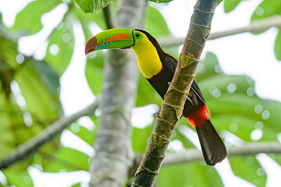 Keel-billed Toucan