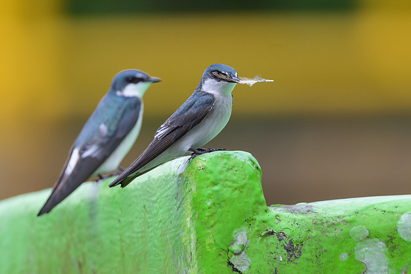 Mangrove Swallow