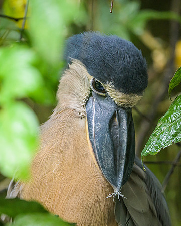 Boat-billed Heron