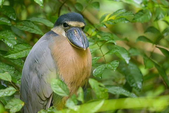 Boat-billed Heron