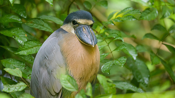 Boat-billed Heron