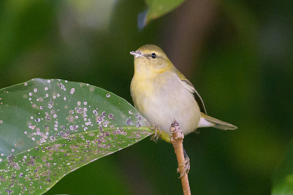 Tennessee Warbler