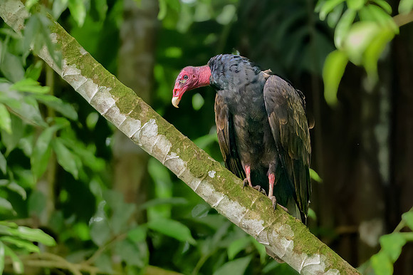 Turkey Vulture