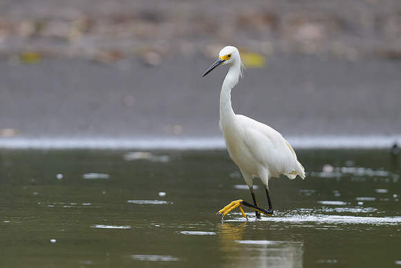 Snowy Egret