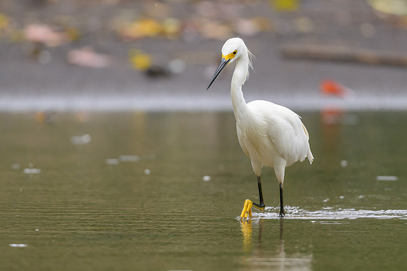 Snowy Egret