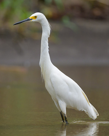 Snowy Egret