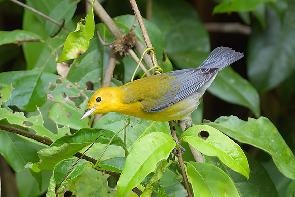 Prothonotary Warbler