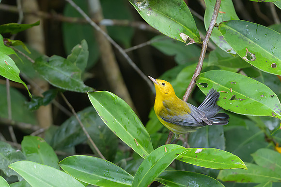 Prothonotary Warbler