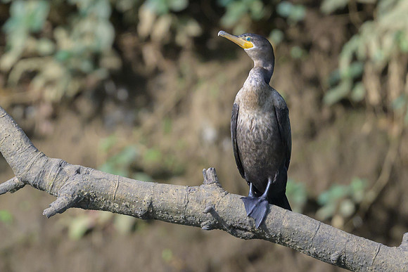 Neotropic Cormorant